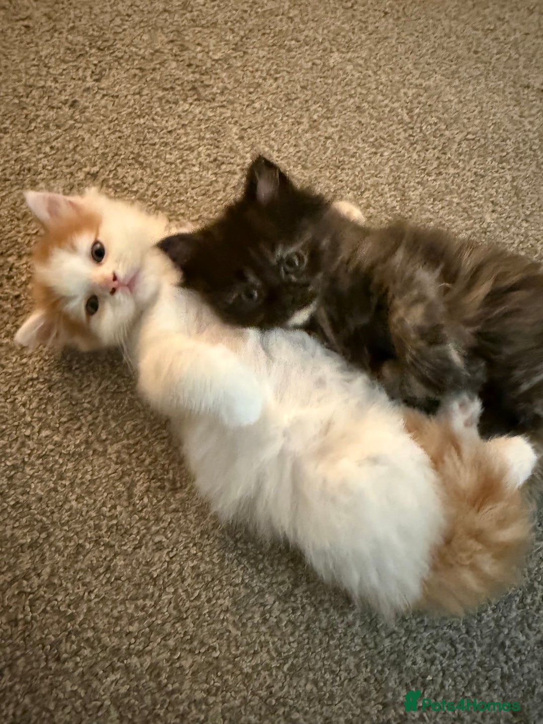 Persian cats for sale: x2 Persian Kitten for sale - Image 6
