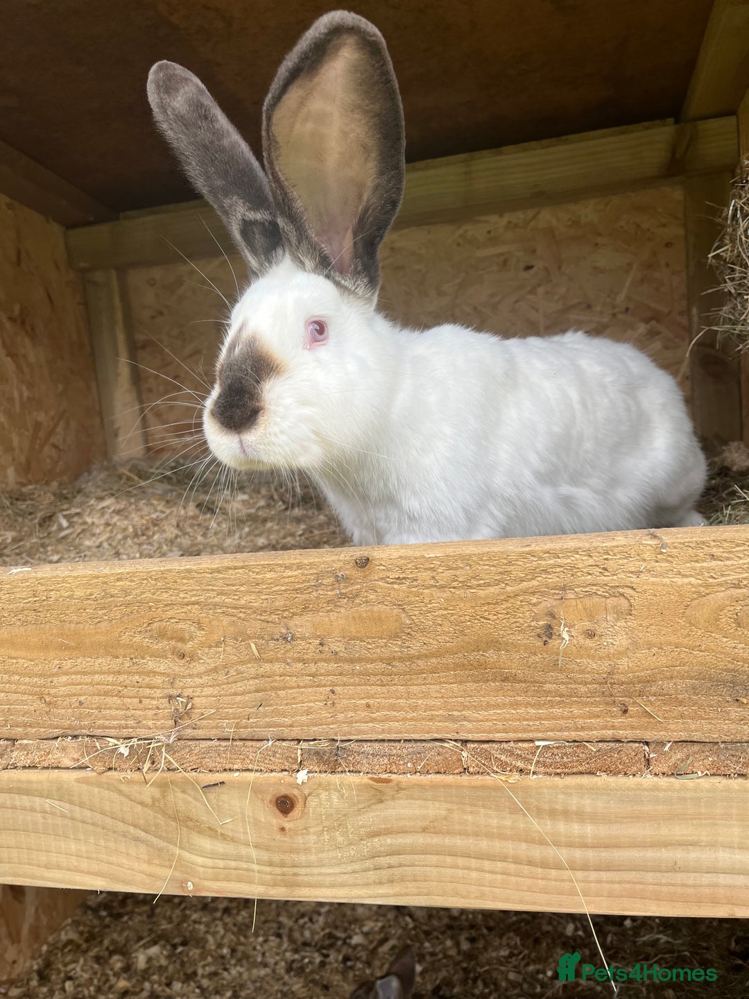 Continental Giant rabbits for sale: Rabbits for sale very nice  - Image 14