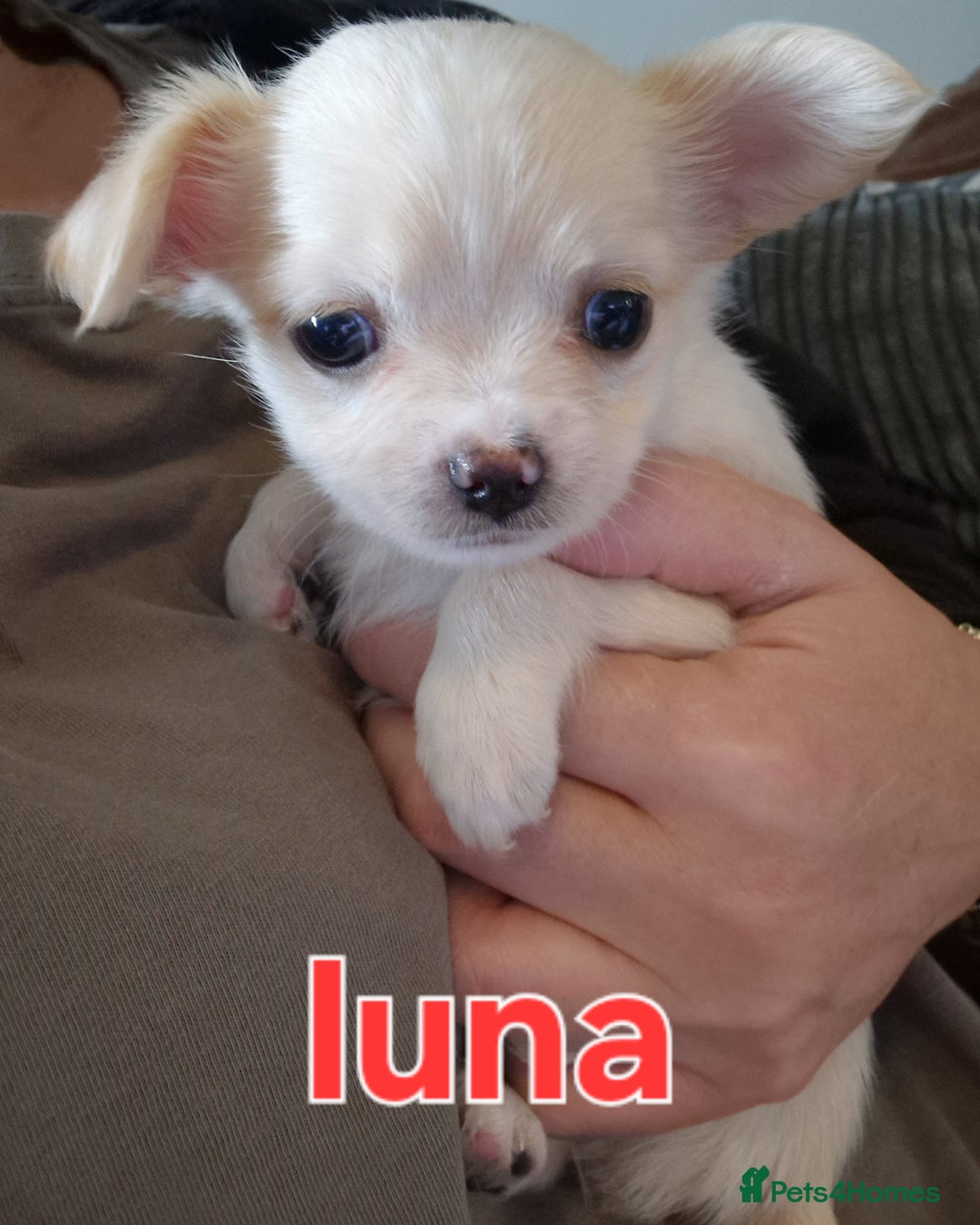 Chihuahua dogs for sale: Chihuahuas puppy's   - Image 13