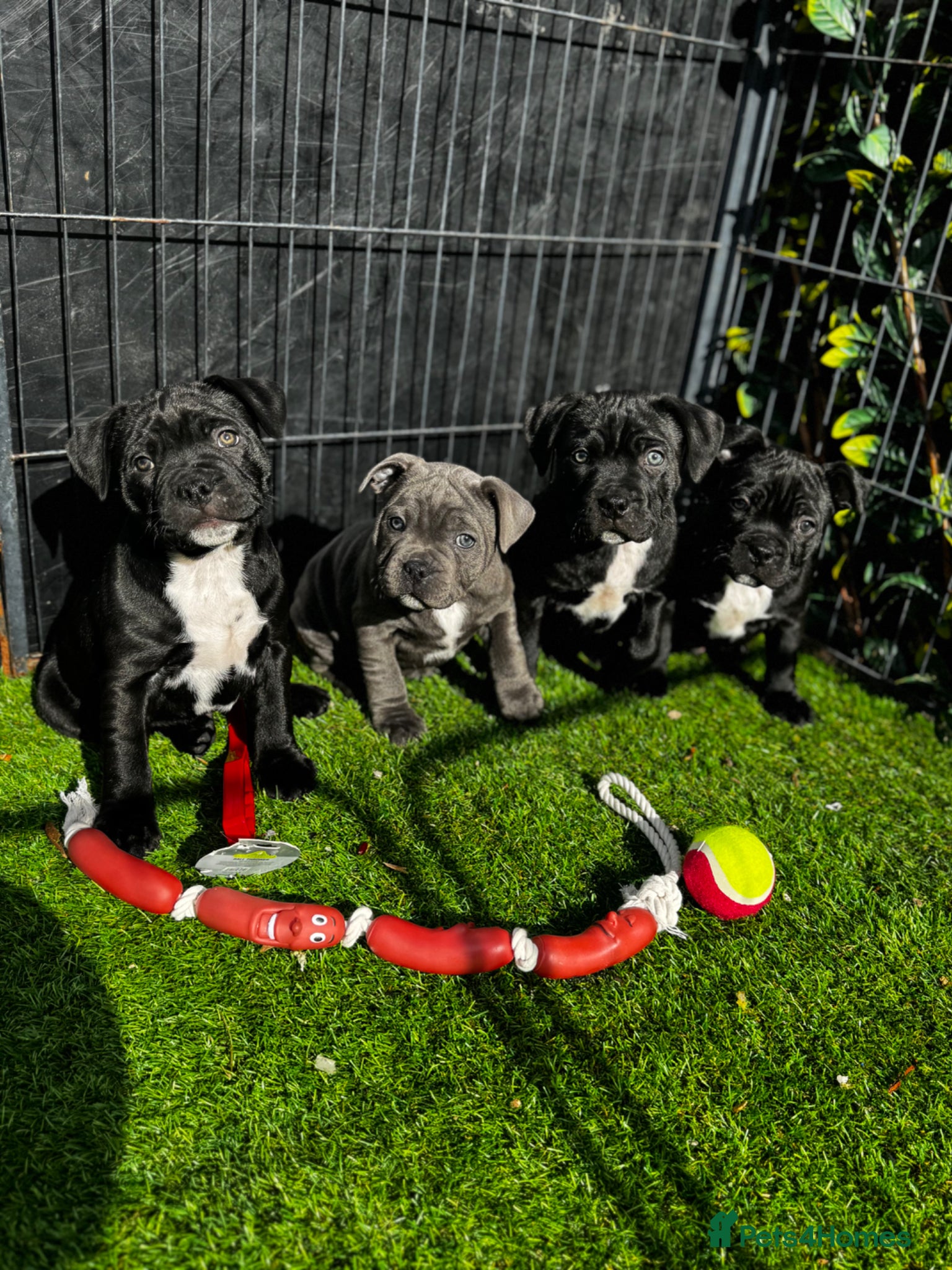 Staffordshire Bull Terrier dogs Outstanding staffy pups  - Advert 2