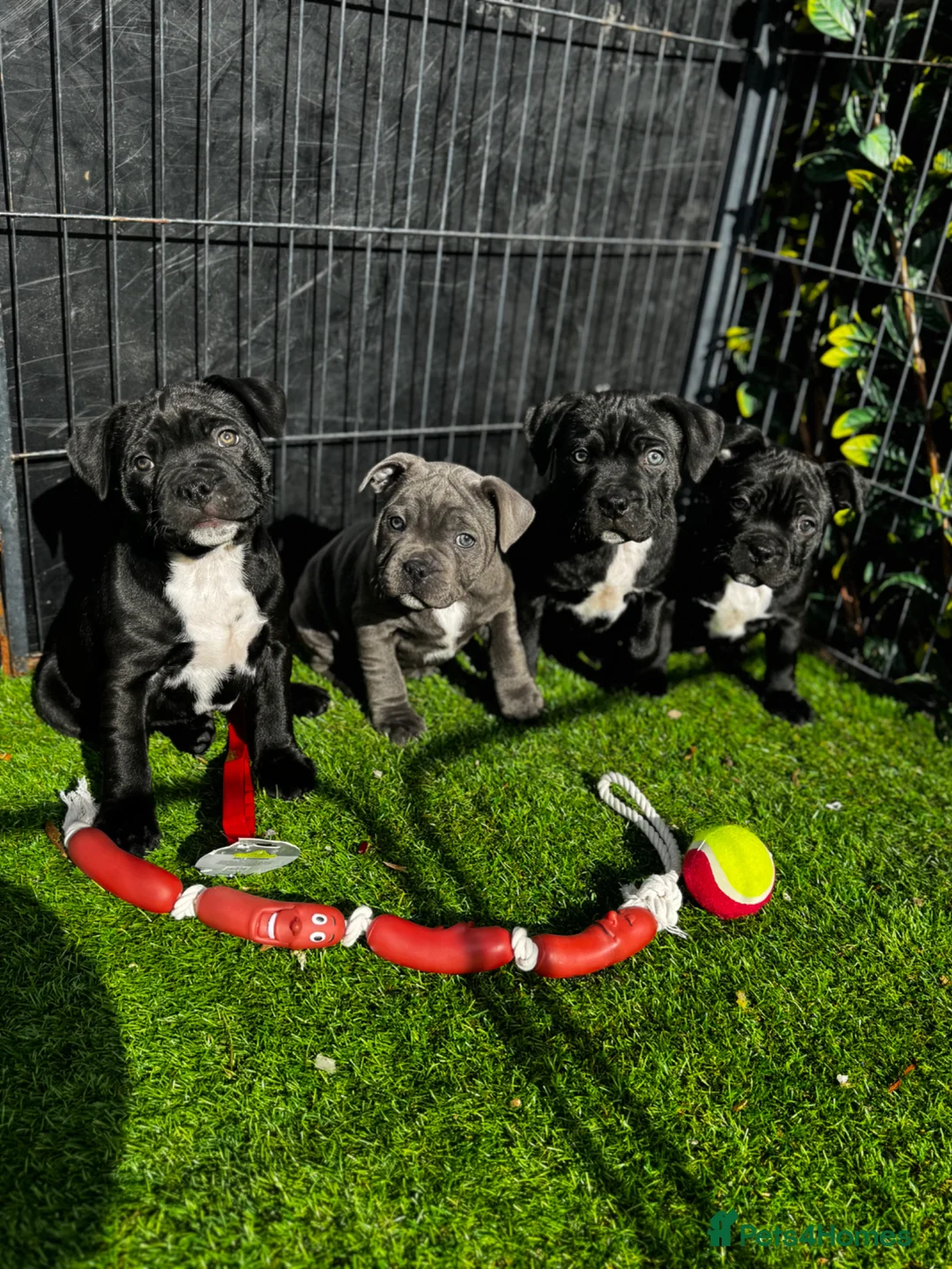 Staffordshire Bull Terrier dogs for sale: Outstanding staffy pups  in Carlisle - Advert 1