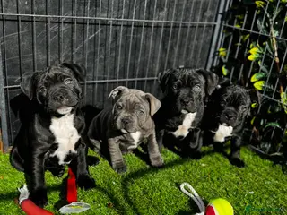 Staffordshire Bull Terrier dogs Outstanding staffy pups - Advert 2