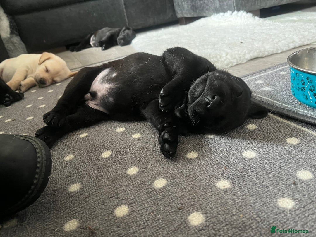 Labrador Retriever dogs for sale: 8 super Labrador pups 4 girls 4 boys**NEW PHOTOS** - Image 22