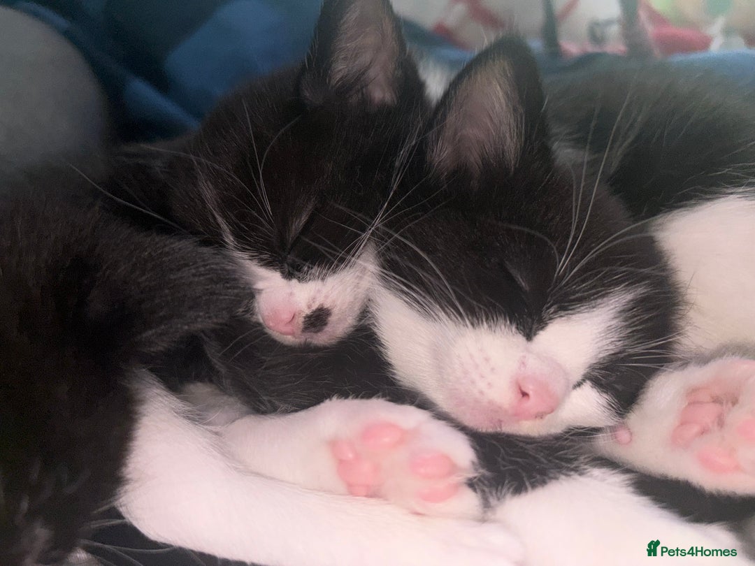 Ragdoll cats for sale:  Ragdoll X Kittens  - Advert 3