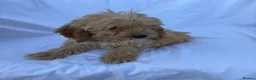 Cockapoo dogs for sale: Gorgeous cockatoo puppies - Advert 25