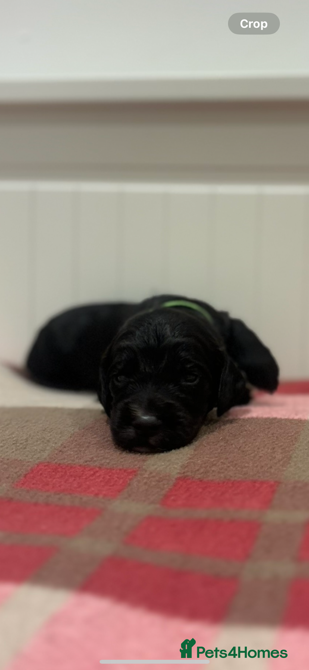 Cocker Spaniel dogs for sale: Kc registered working cocker spaniel - Image 8
