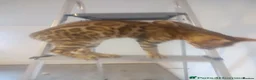 Bengal cats for sale: Bengal boy kitten - Advert 3