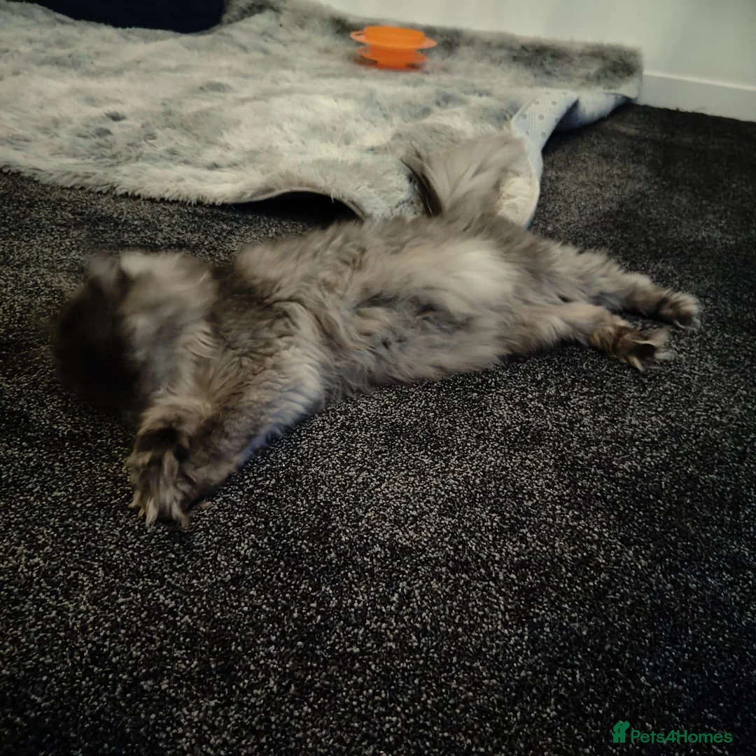 Maine Coon cats for sale: Silver Smoke Mainecoon  - Advert 6