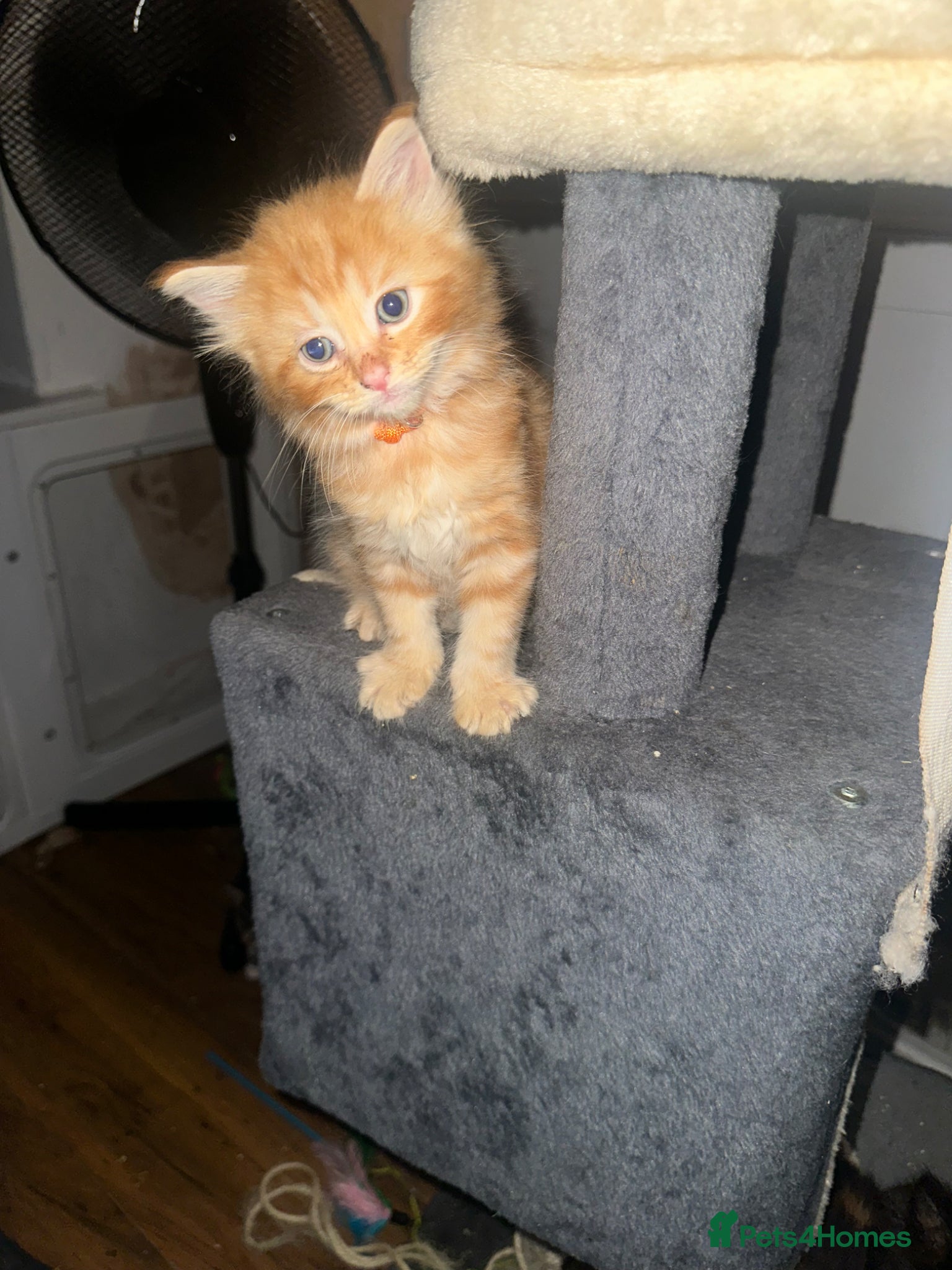 Mixed Breed cats for sale: Bengal cross ragdoll - Advert 1
