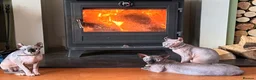 Sphynx cats for sale: Sphynx cats for new home  - Advert 2