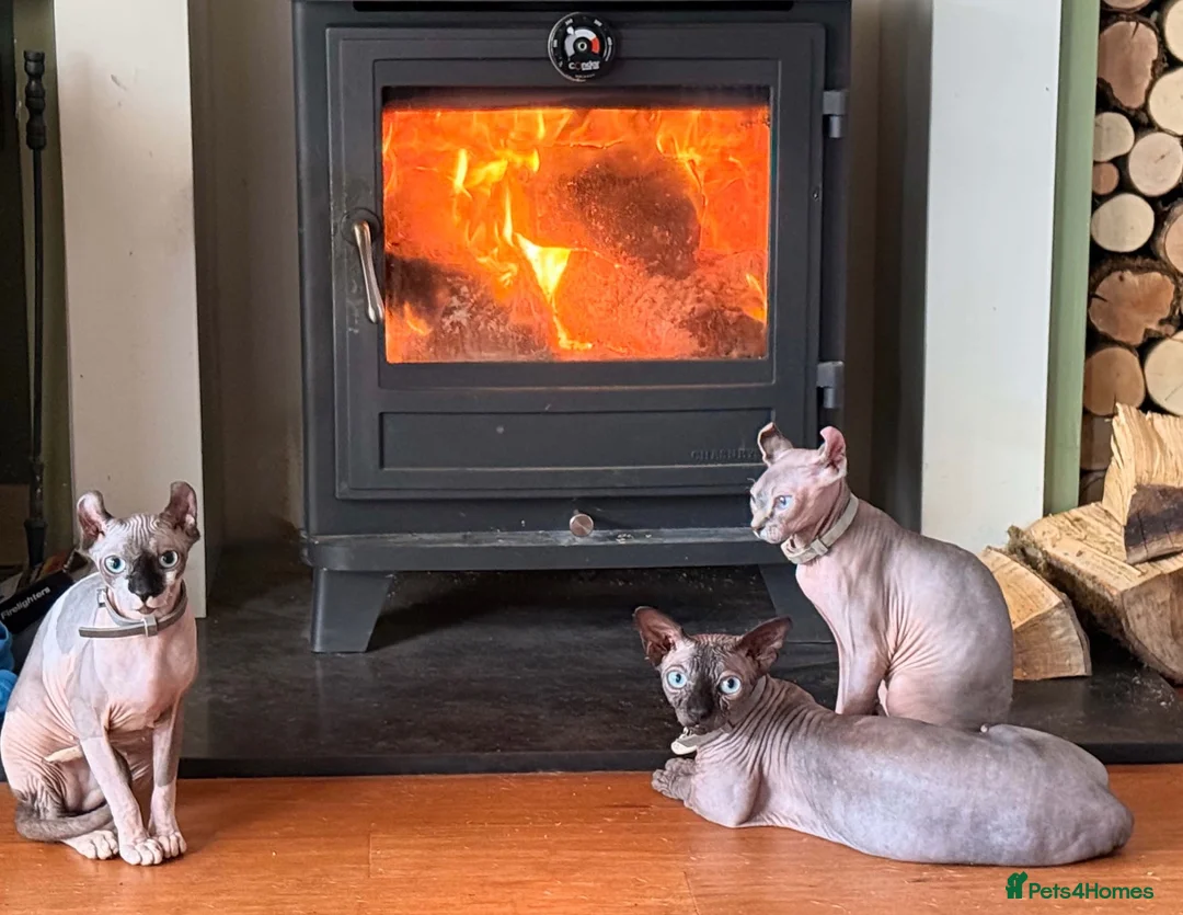 Sphynx cats for sale: Sphynx cats for new home  - Advert 2