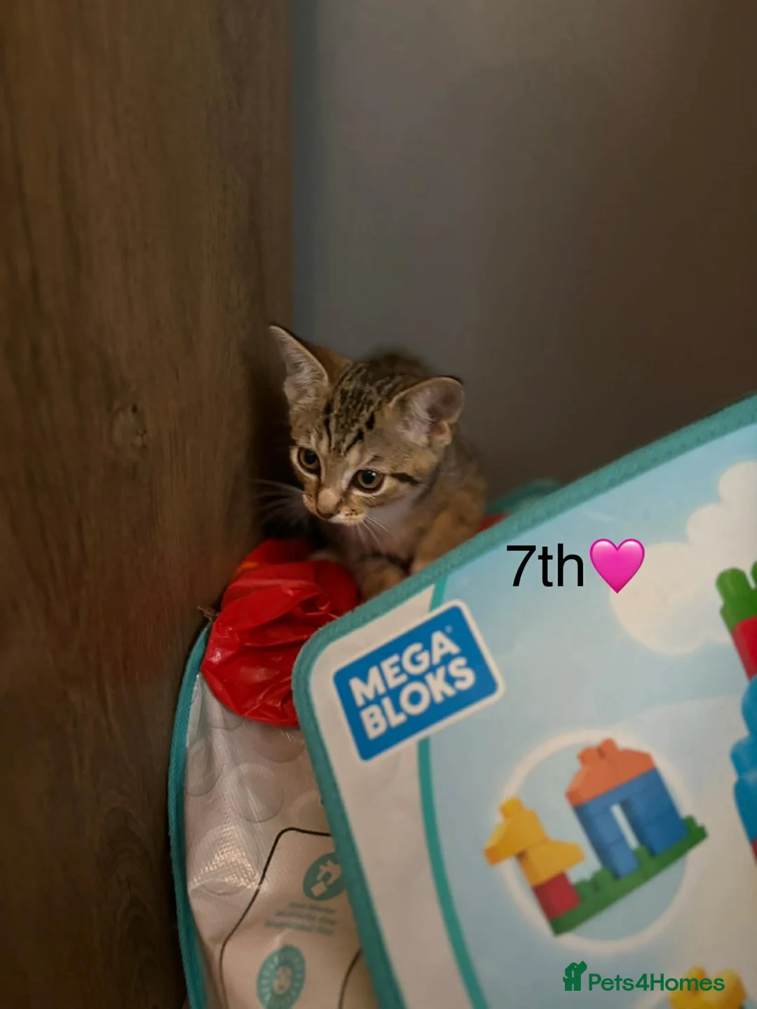 Mixed Breed cats for sale: Kittens  in Grantham - Advert 31