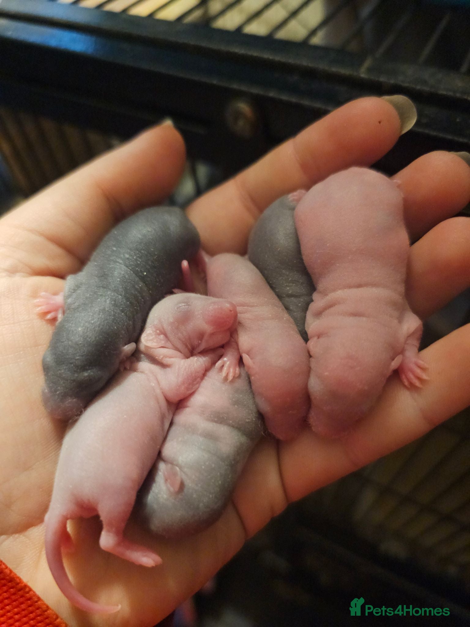 Rat rodents Baby Dumbo Rats - Rex, DRex & Smooth - Advert 9