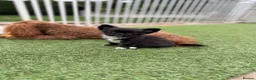 Chihuahua dogs for sale: Super tiny & stunning Chihuahua Boy 🐾 - Advert 4