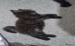 Turkish Angora cats for sale: Beautiful Fluffy Kittens Looking for Loving Homes - Image 37