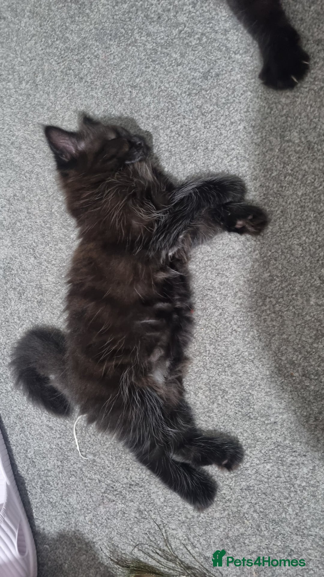 Turkish Angora cats for sale: Beautiful Fluffy Kittens Looking for Loving Homes - Image 37