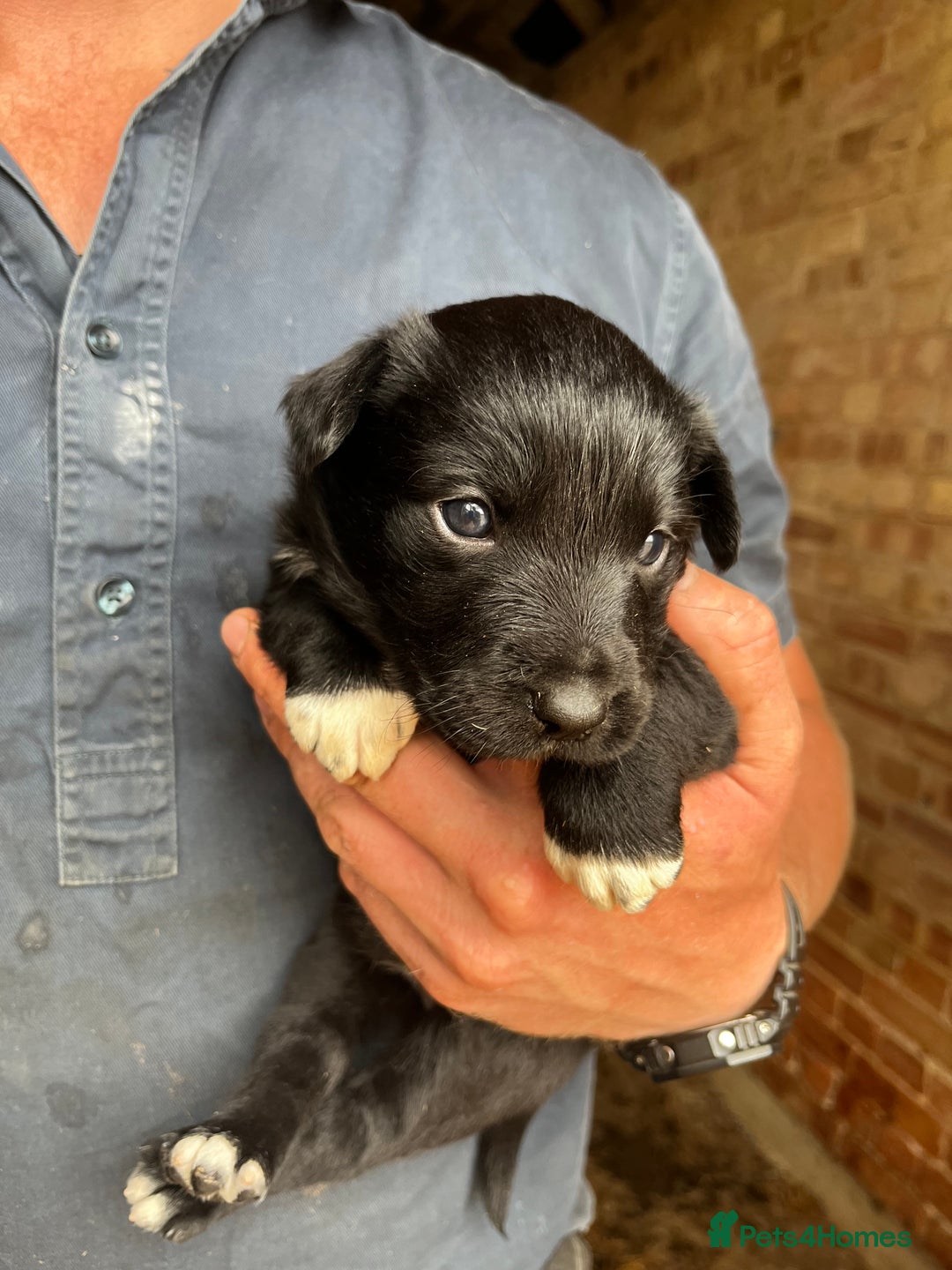 Mixed Breed dogs for sale: Collie puppies for sale - Image 2