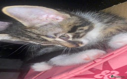Mixed Breed cats for sale: 4 kittens seeeking forever home only   - Image 7