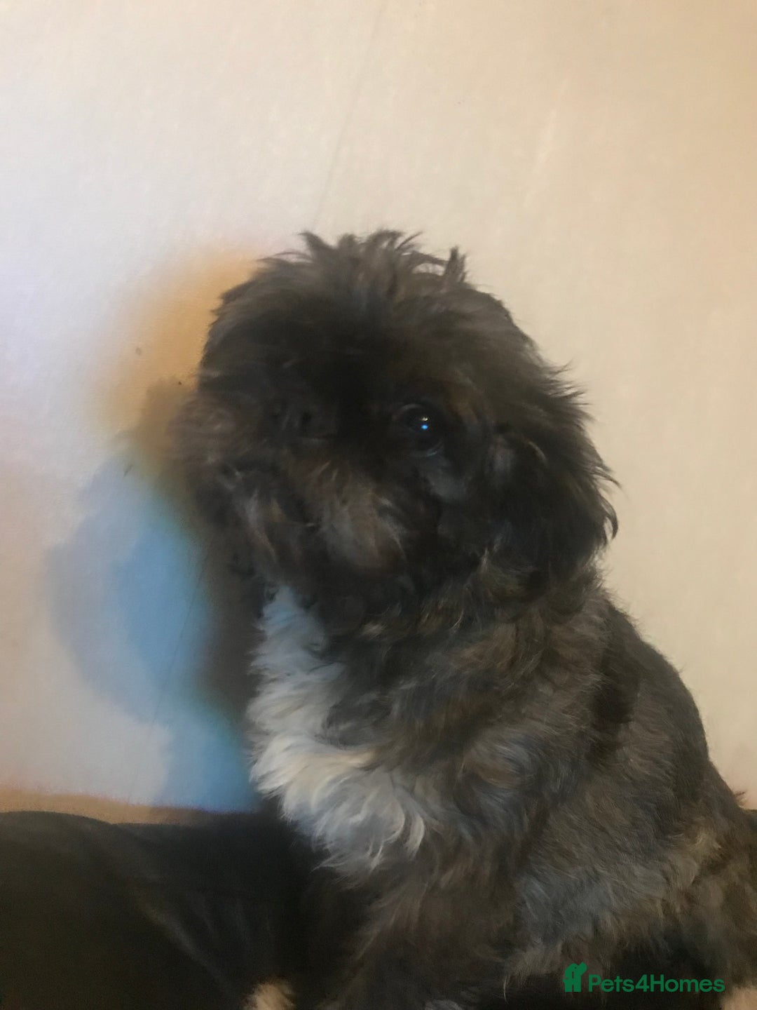 Mixed Breed dogs for sale: Beautiful puppies - Advert 1