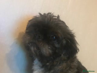 Mixed Breed dogs Beautiful puppies - Advert 3