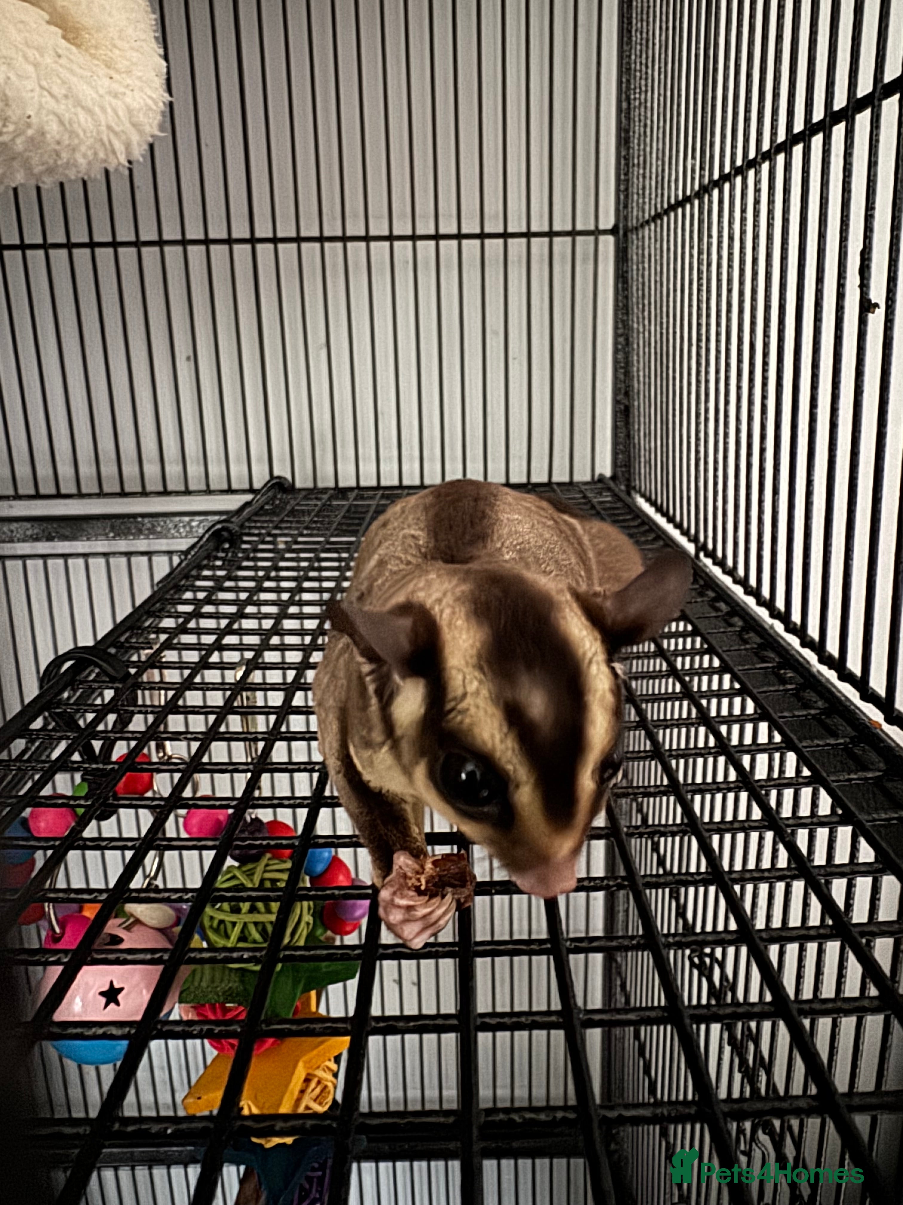 Sugar Glider rodents Single Male Sugar Glider - Advert 15