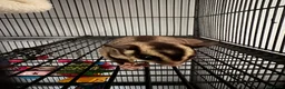 Sugar Glider rodents for sale: Single Male Sugar Glider - Advert 1