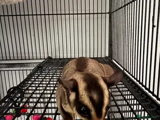 Sugar Glider rodents Single Male Sugar Glider - Advert 15