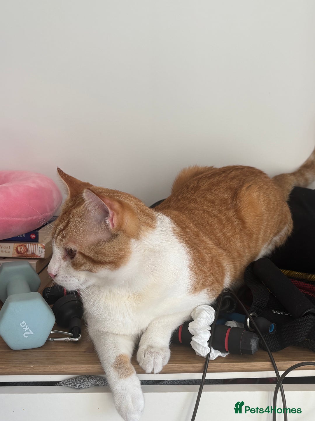 Mixed Breed cats for sale: Chester the ginger boy! - Advert 6