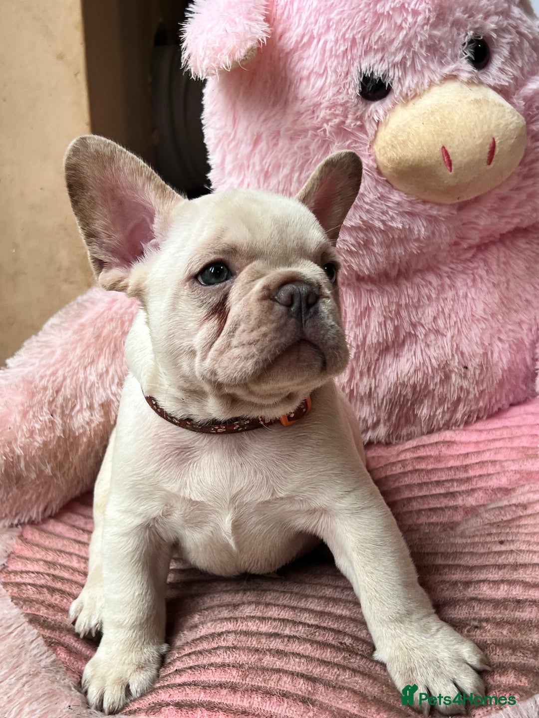 French Bulldog dogs for sale: Beautiful French Bulldog Puppies - Image 20