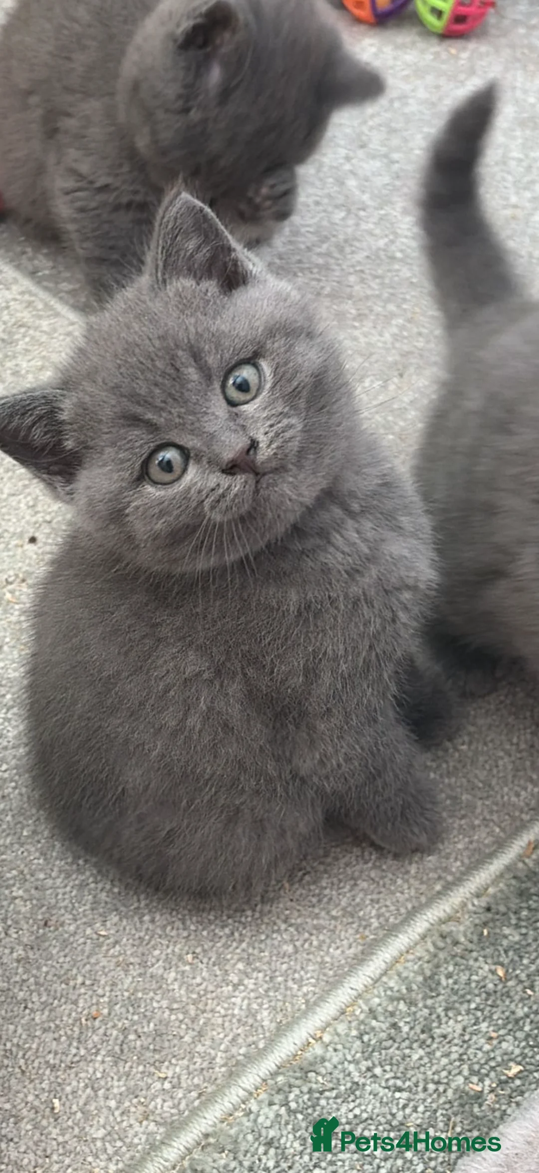 British Shorthair cats for sale: Female British shorthair  - Advert 3