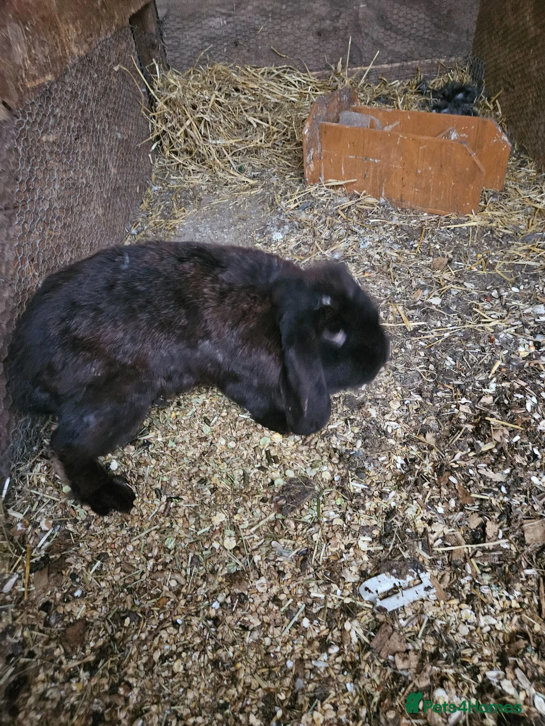 Continental Giant rabbits for sale: Continental cross French lop  - Advert 6