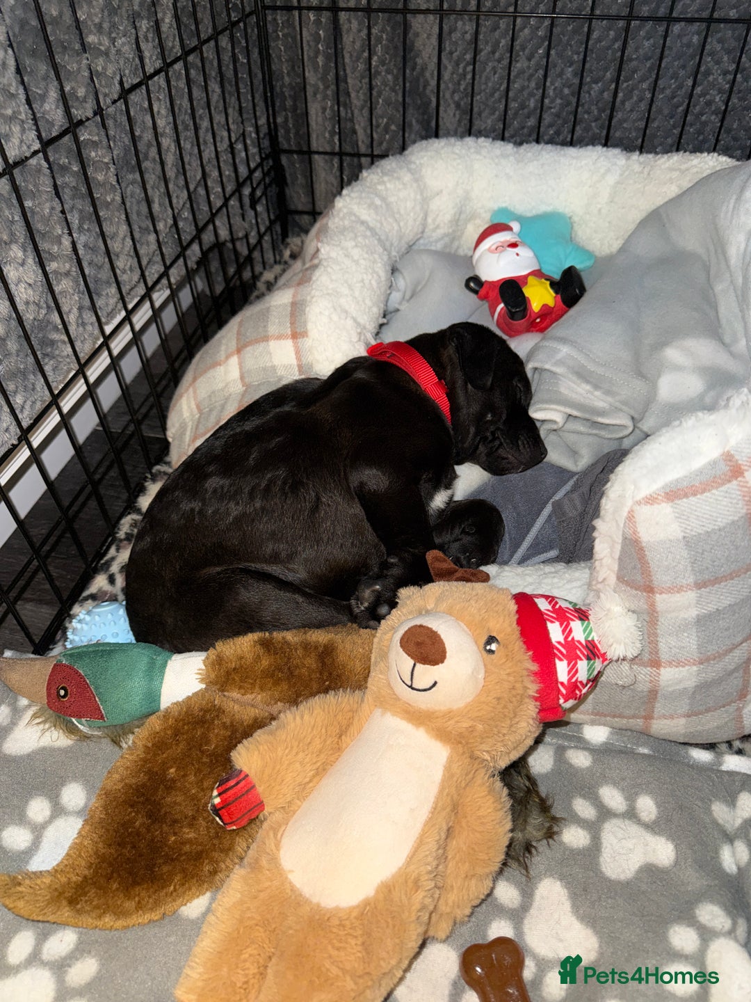 Patterdale Terrier dogs for sale: Hugo Patterdale Terrier Puppy - Advert 10