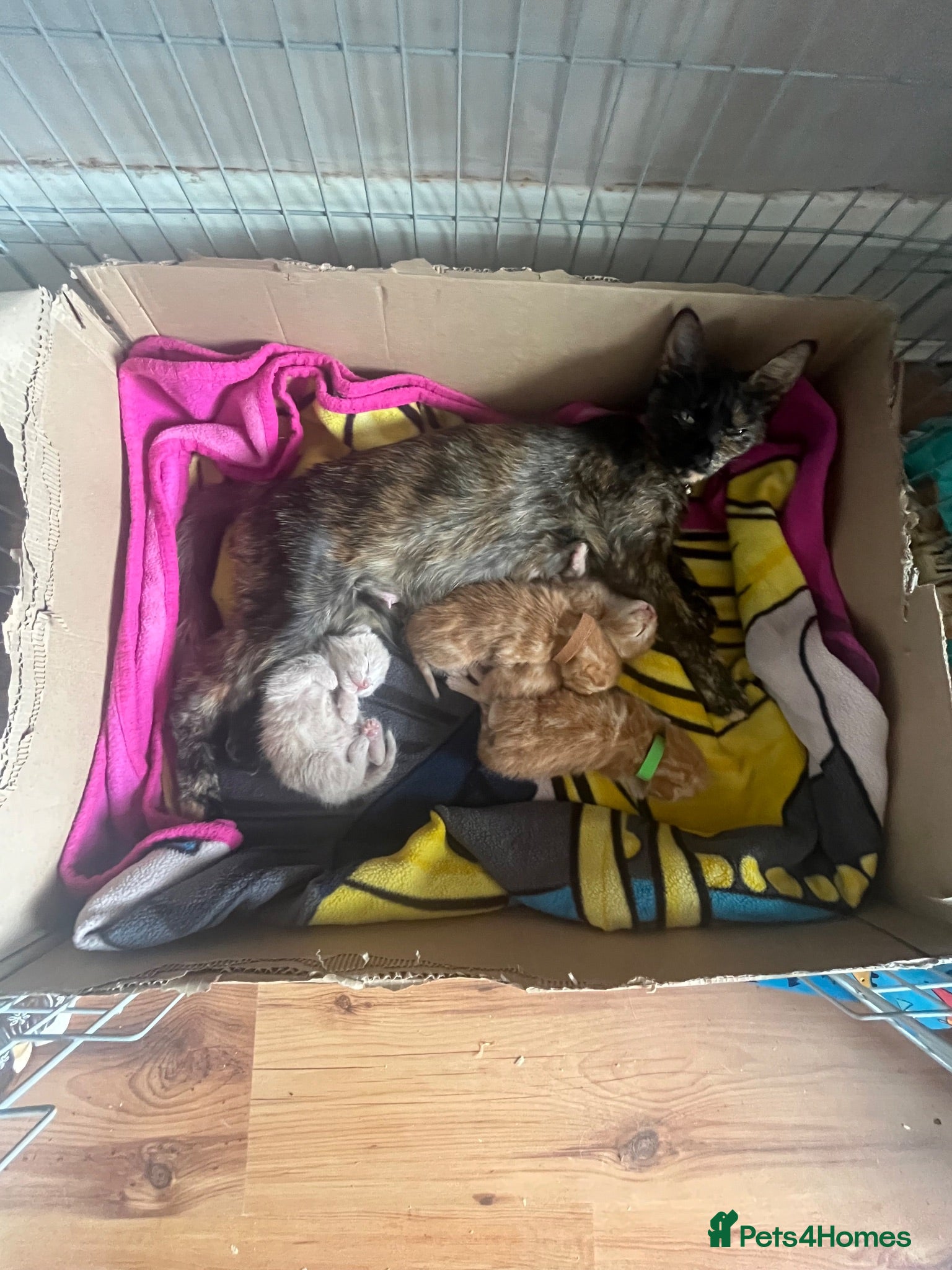 Mixed Breed cats 3 purrfect ginger girls looking 4 their forever  - Advert 7