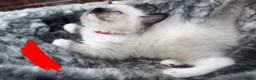 Ragdoll cats for sale: Pure breed ragdoll kittens READY NOW  - Advert 31