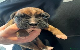 Boxer dogs for sale: 6 Beautiful Boxer Puppies - Image 7