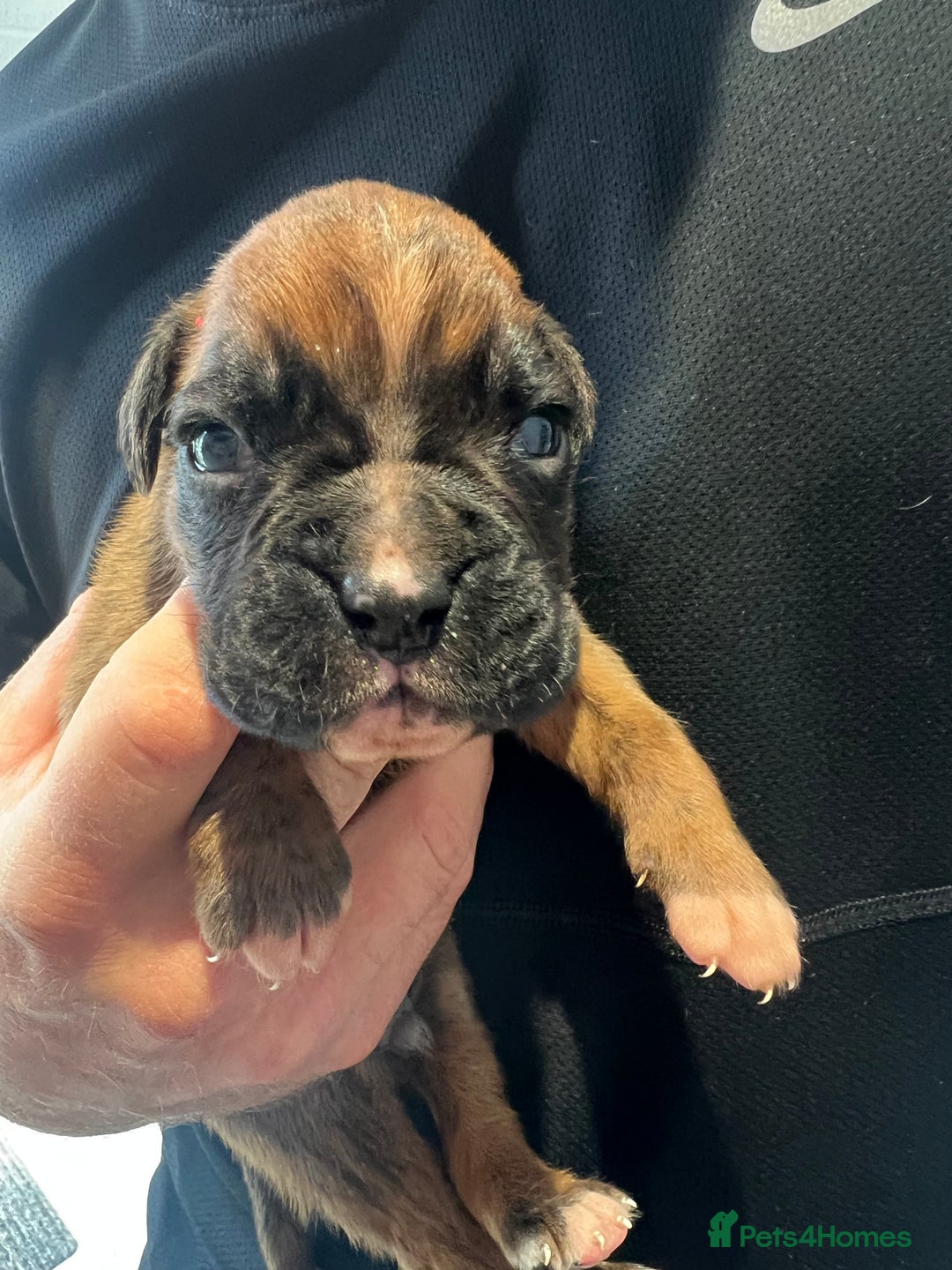 Boxer dogs for sale: 6 Beautiful Boxer Puppies - Image 7