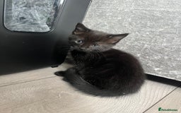 Mixed Breed cats for sale: 3 kittens for sale  - Image 1