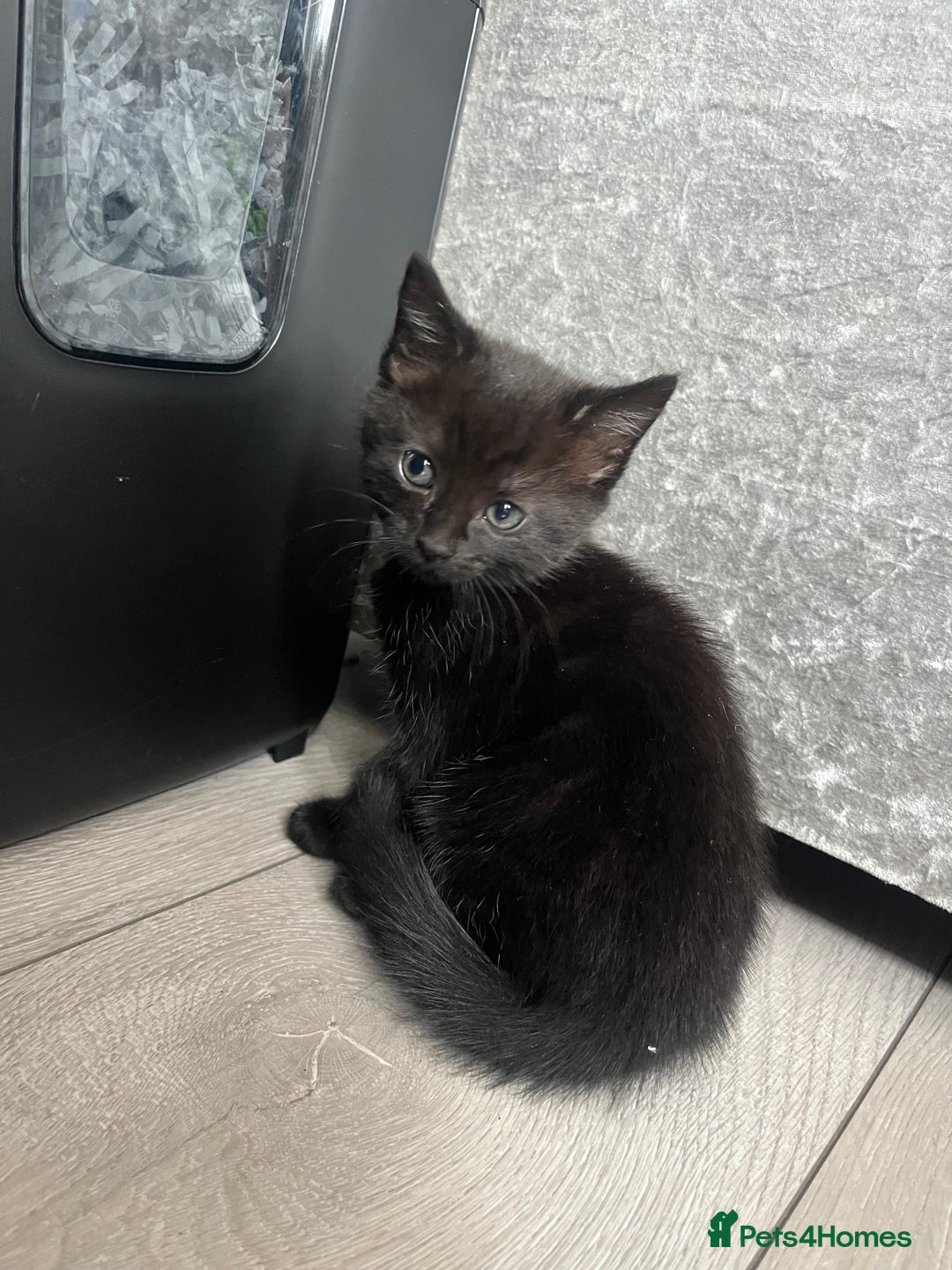 Mixed Breed cats for sale: 3 kittens for sale  - Image 1