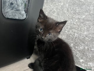 Mixed Breed cats - Advert 22