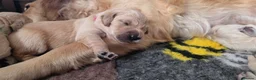 Golden Retriever dogs for sale: KC Golden Retrievers 🧬 Health Tested Parents - Advert 5