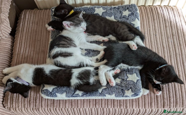 Domestic Shorthair cats in Salisbury - Advert 17