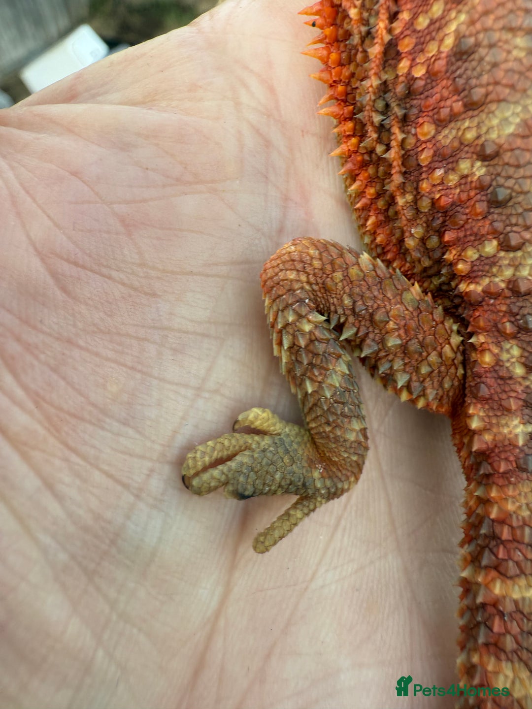 Bearded Dragon reptiles for sale: Bearded Dragon. Red Monster line Tiger Stripe - Image 9