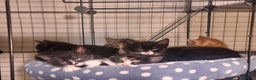 Mixed Breed cats for sale: Ginger tuxedo kittens  - Advert 11