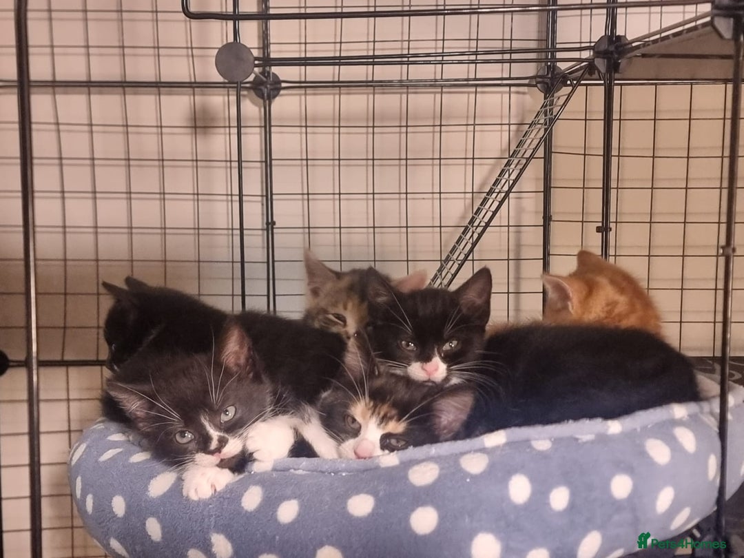 Mixed Breed cats for sale: Ginger tuxedo kittens  - Advert 11