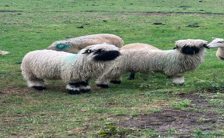 Sheep livestock - Advert 8