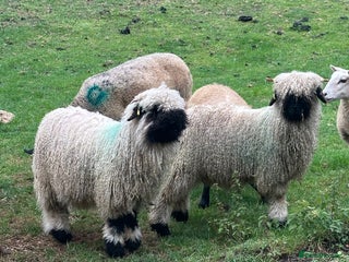 Sheep livestock - Advert 36