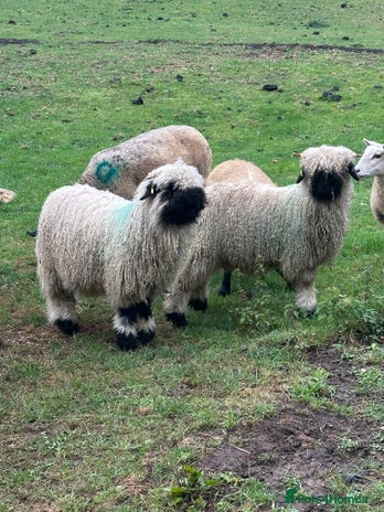Sheep livestock - Advert 16