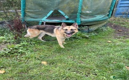 German Shepherd dogs for sale: German Shepherd pups - Image 6