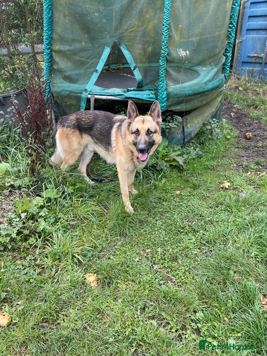 German Shepherd dogs for sale: German Shepherd pups - Image 6
