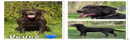 Labrador Retriever dogs for sale: KC REG CHOCOLATE LABRADOR PUPPIES  - Advert 3